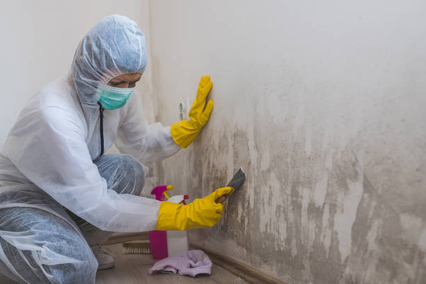 Best Commercial Mold Removal  in Harrisburg, NC