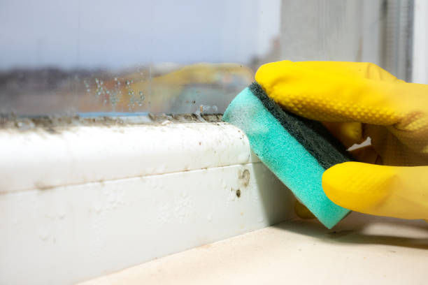  Harrisburg, NC Mold Removal Pros