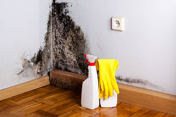 Best Mold Damage Repair  in Harrisburg, NC