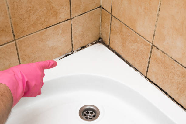 Best Attic Mold Removal  in Harrisburg, NC