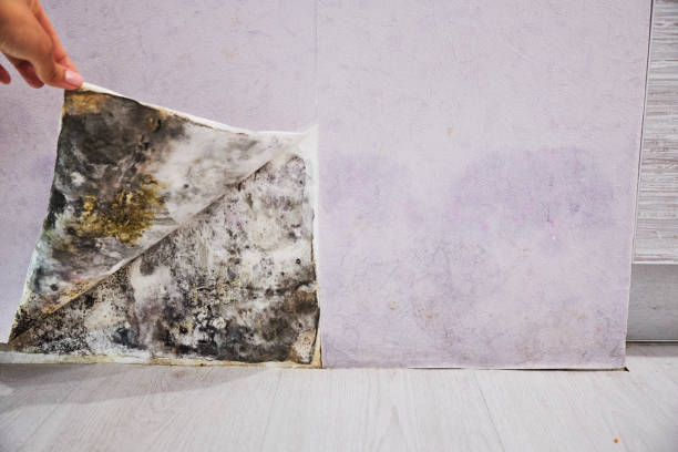 Best Residential Mold Removal  in Harrisburg, NC